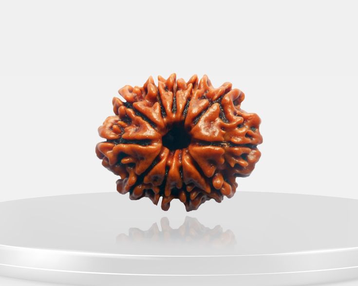 11 Mukhi Rudraksha