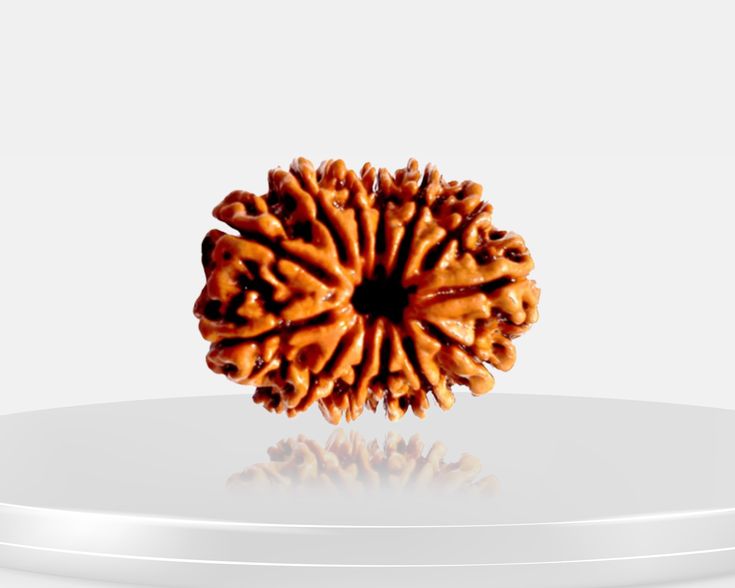 13 Mukhi Rudraksha