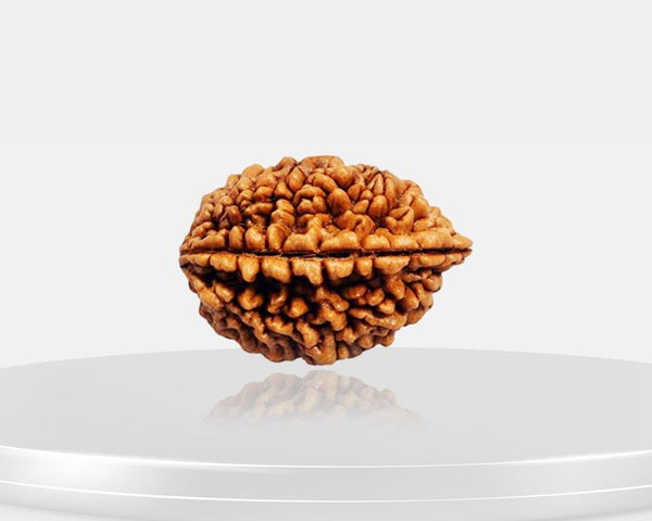 2 Mukhi Rudraksha