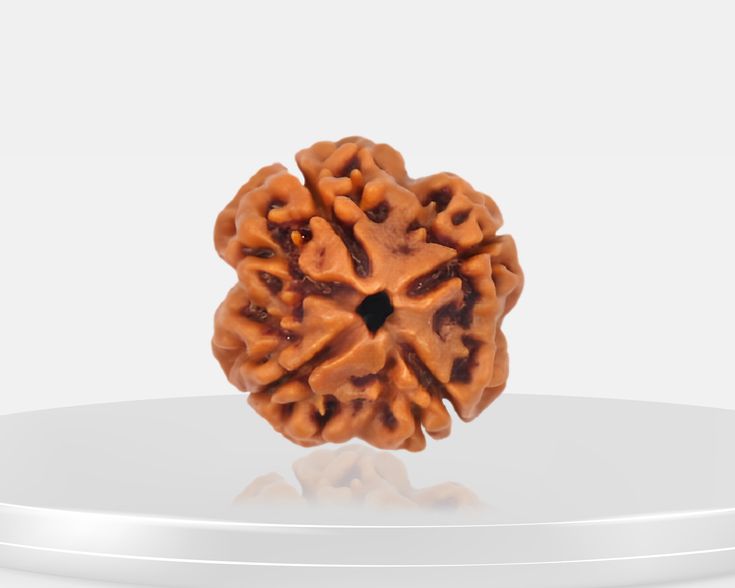 4 Mukhi Rudraksha