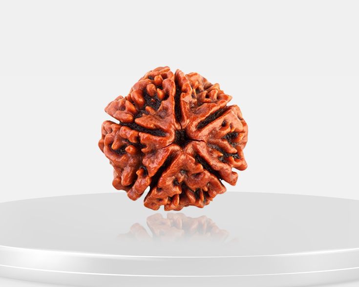 5 Mukhi Rudraksha
