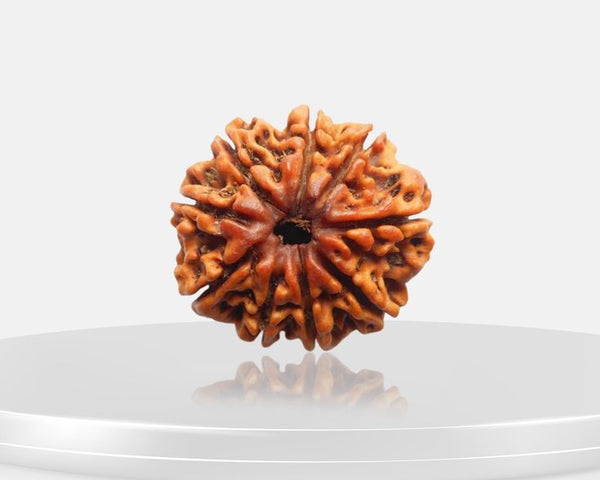 9 Mukhi Rudraksha