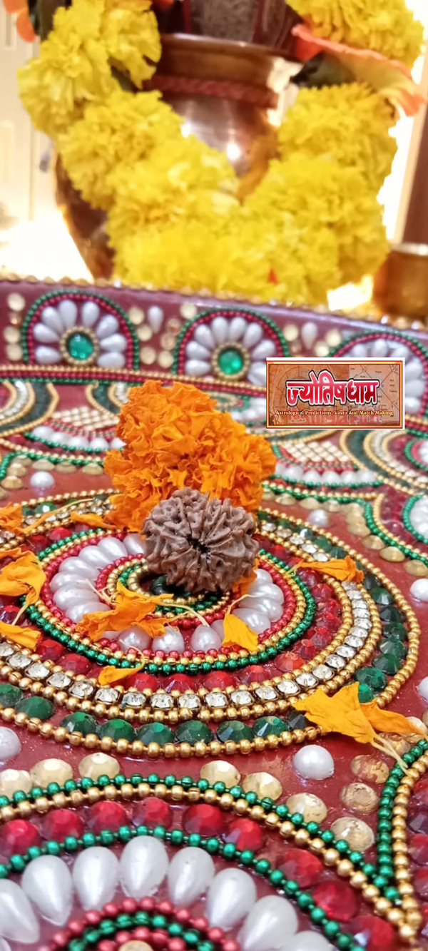 10 Mukhi Rudraksha