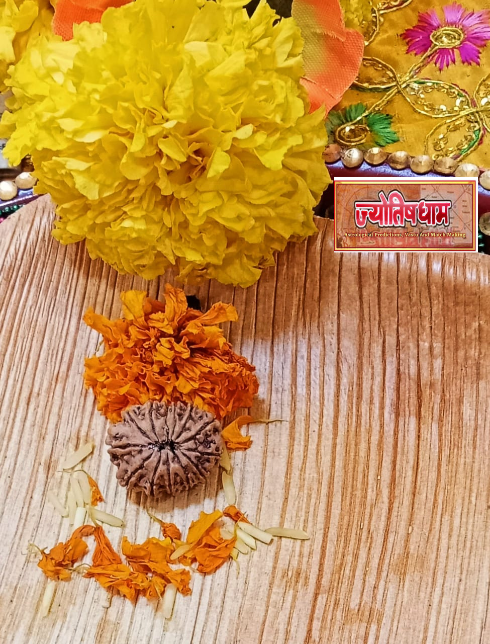 13 Mukhi Rudraksha