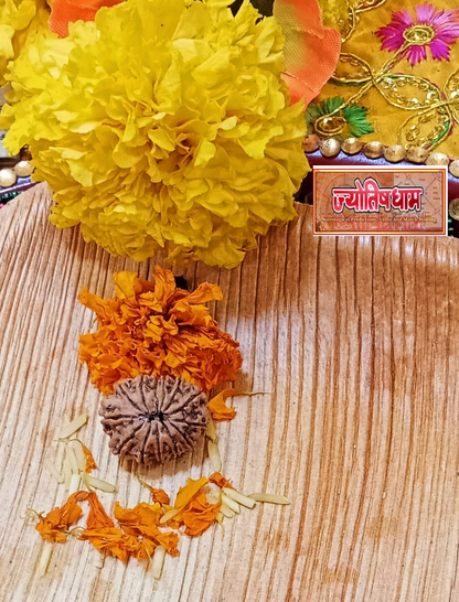 13 Mukhi Rudraksha