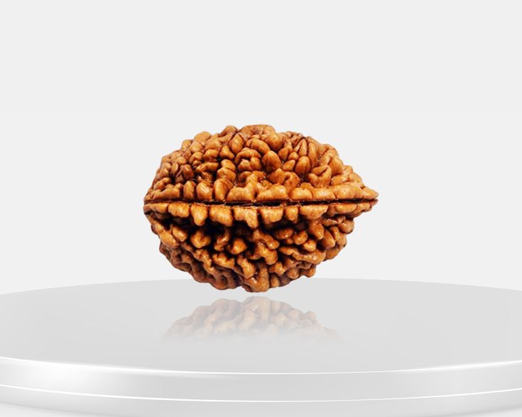 2 Mukhi Rudraksha
