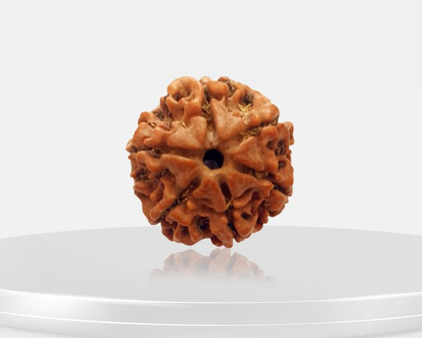 6 Mukhi Rudraksha