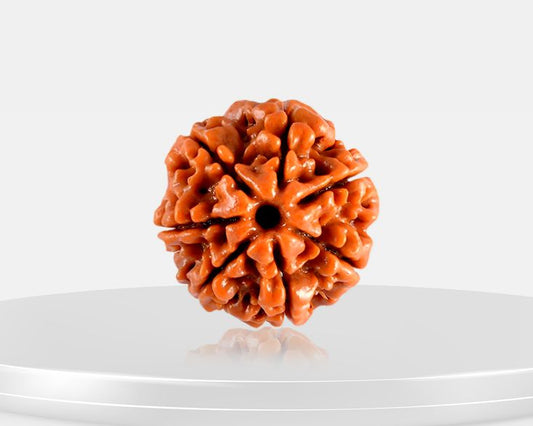 7 Mukhi Rudraksha