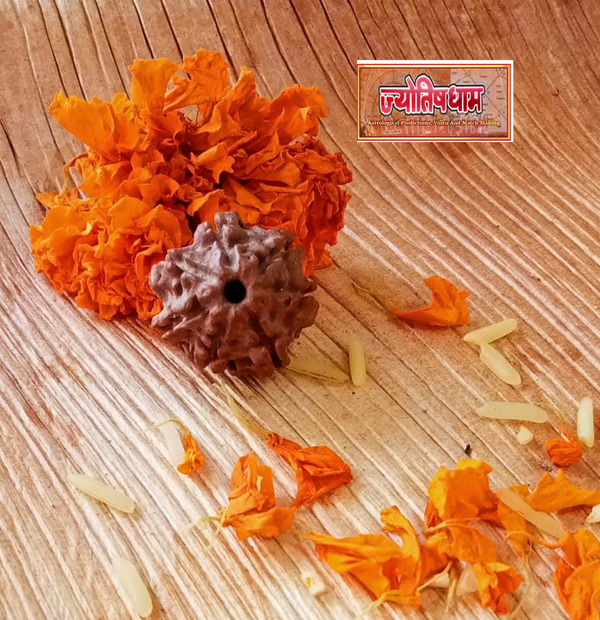 7 Mukhi Rudraksha