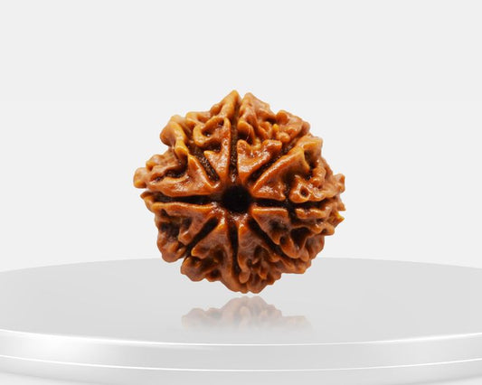 8 Mukhi Rudraksha