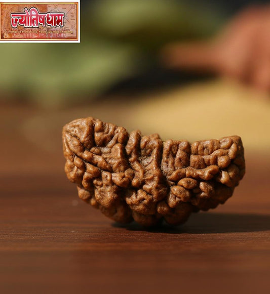 1 Mukhi Rudraksha