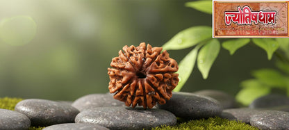 9 Mukhi Rudraksha