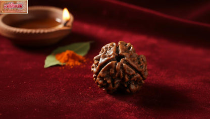 3 Mukhi Rudraksha